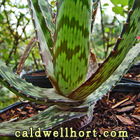 Aloe pruinosa