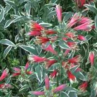 Variegated Peruvian lily - Alstroemeria psittacina