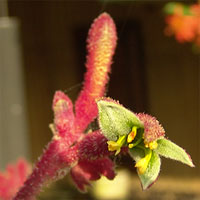 Kangaroo Paw
