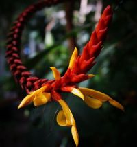 Aphelandra hartwegiana