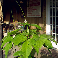 Arisaema triphyllum