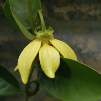 Artabotrys hexapetalus Ylang Ylang vine