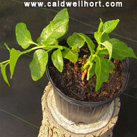 Climbing Spinach