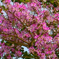 Bauhinia purpurea - Purple Orchid Tree
