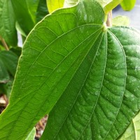 Bauhinia sirindhorniae - Orchid Vine