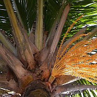 Beccariophoenix alfredii