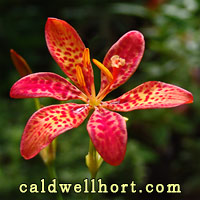 Belamcanda chinensis-Blackberry Lily