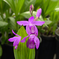 Bletilla striata - Chinese Ground Orchid