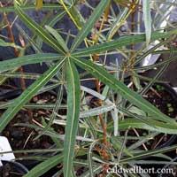 Brachychiton rupestris bottle tree
