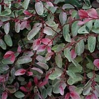 Breynia nivosa 'Rosea-Picta'