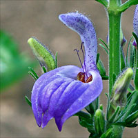 Brillantaisia subulugurica