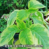 Brugmansia 'Miner's Claim'