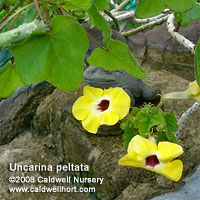 Uncarina peltata