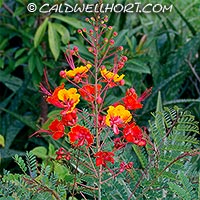 Caesalpinia-pulcherrima