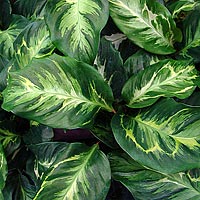 Calathea-'Electric-Shock'