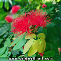 Calliandra emarginata