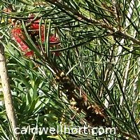 Callistemon Wild Thing Bottlebrush