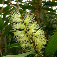 Yellow Bottlebrush