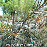 Callistemon pinifolius