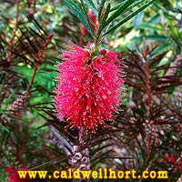 Callistemon rugulosus 'Violaceus'