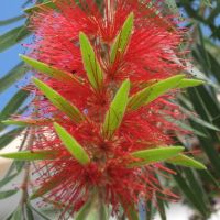 Callistemon viminalis