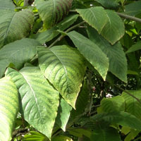 Camptotheca acuminata happy tree