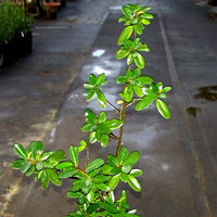 Capparis cynophallophora