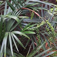 Chamaedorea radicalis