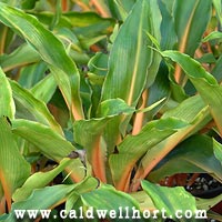 Chlorophytum amaniense 'Fire Flash'
