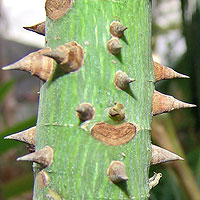 Silk Floss Tree - Chorisia speciosa