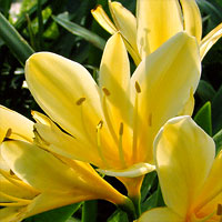 Clivia 'Good Hope' Yellow