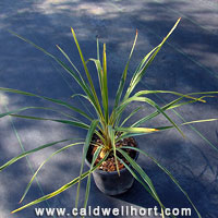 Cordyline australis 'Torbay Dazzler' 