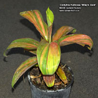 Cordyline fruiticosa 'Willey's Gold'