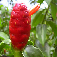 Costus woodsonii