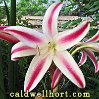 Stars and Stripes Crinum