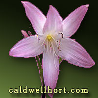 Crinum 'Summer Nocturne'