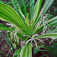 Crinum asiaticum Variegated