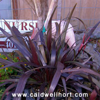 Crinum 'Menehune'