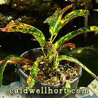 Croton 'Dreadlocks'