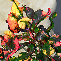 Croton-'Rocio'
