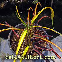 Croton 'Zanzibar'