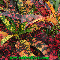 Croton Franklin Roosevelt