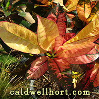 Croton 'Mrs. Iceton'