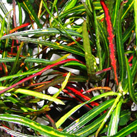 Picasso's Paintbrush Croton