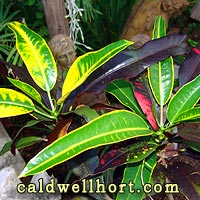 Stoplight Croton