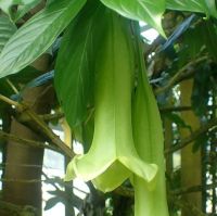 Cubanola domingensis