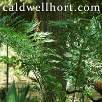 Cycas debaoensis