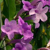 Garlic Vine in Flower
