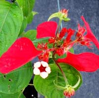 red mussaenda