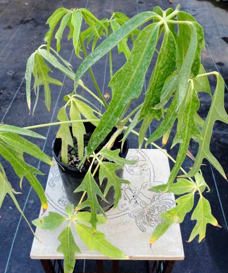 schefflera 'Nova'